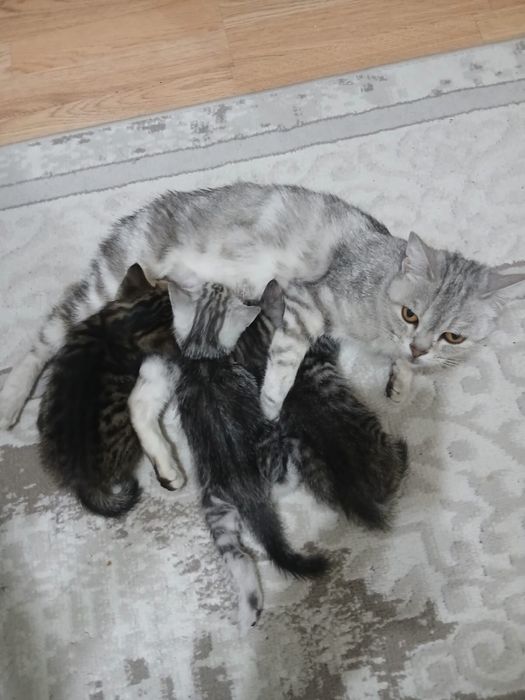 Британские котята