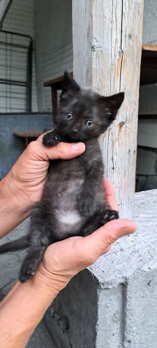 Отдам Котят в хорошие и любящие РУКИ