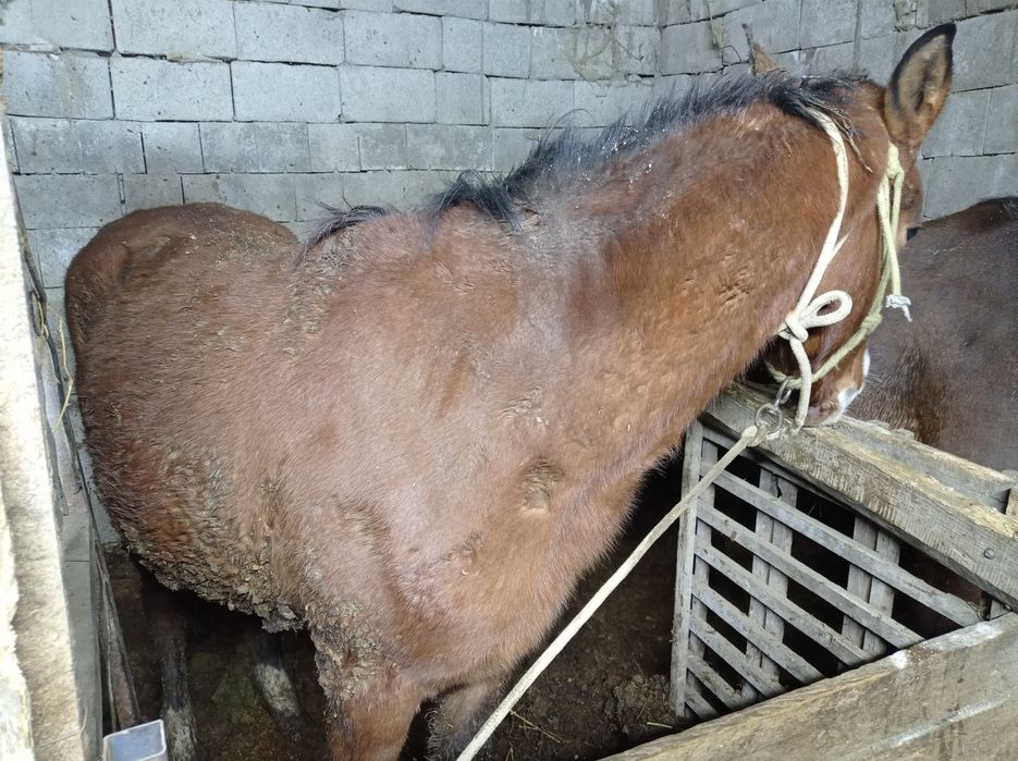 Продам лошадь жирный