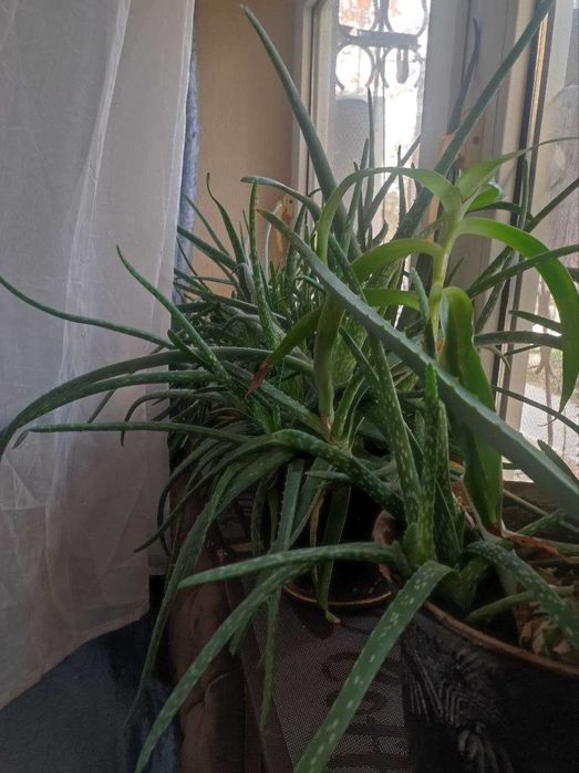 Алоэ Вера ростки