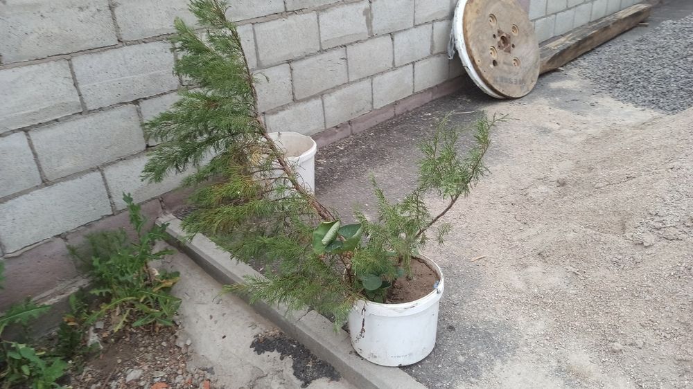 Продам казацкий можевельник в ведре