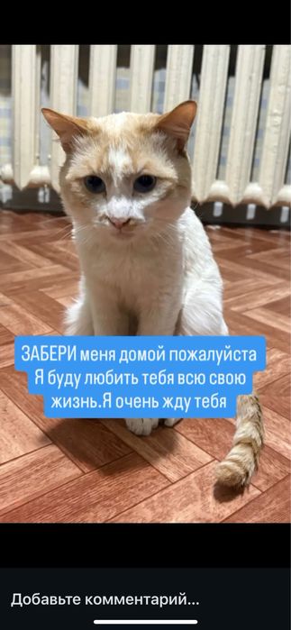 Кот погибнет на улице, передержка заеончилась.