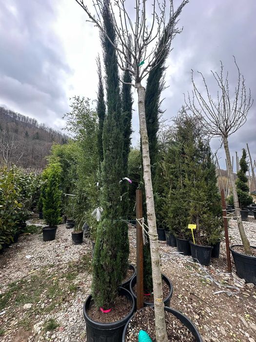 Plante ornamentale rafinate pentru peisaje armonioase