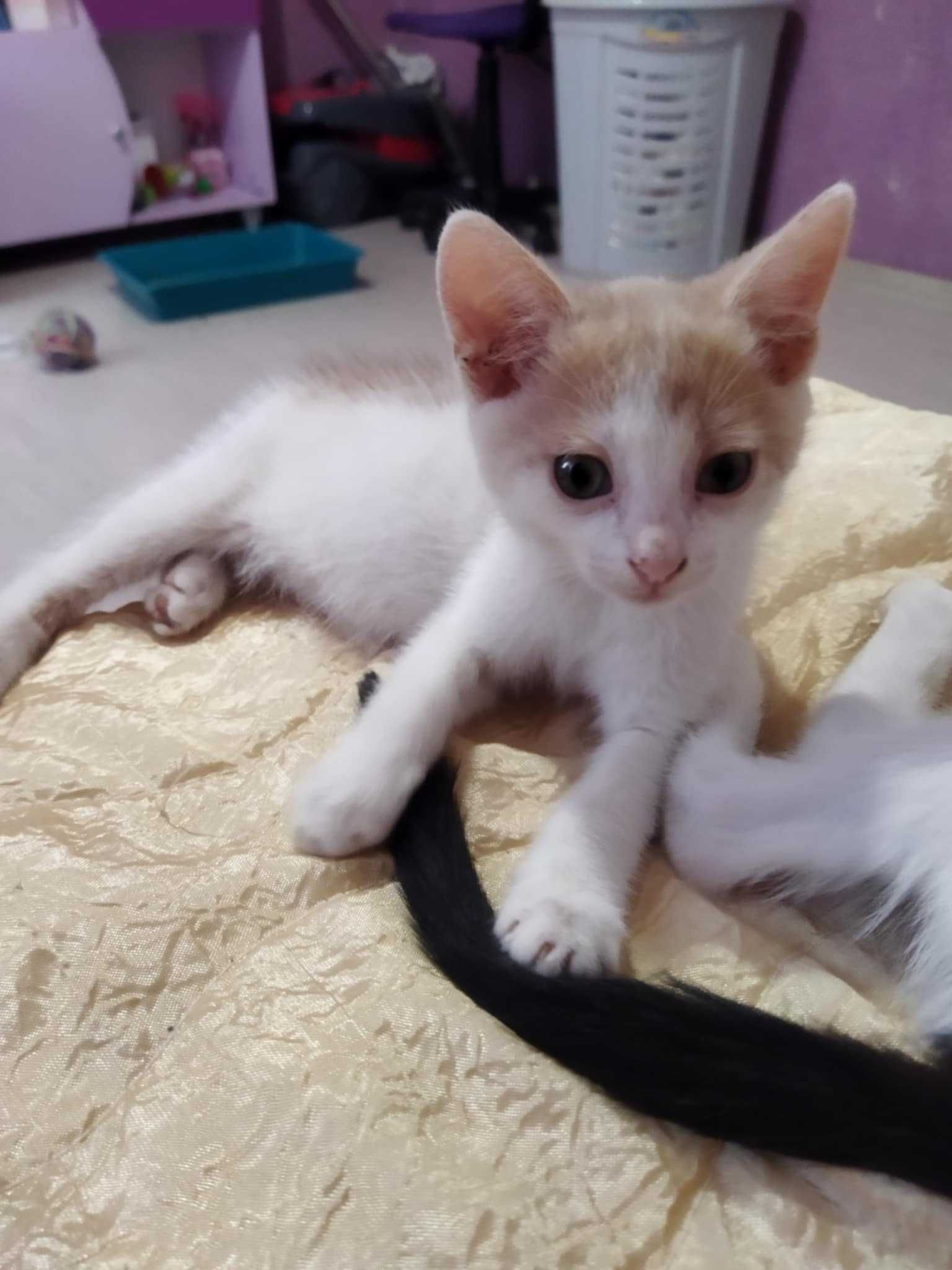 Подарявам котета
