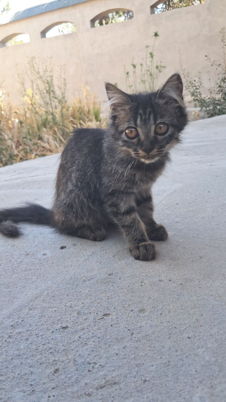 Mushuklar 4 ta 30000dan