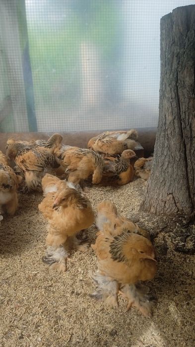 чистокровная Брама