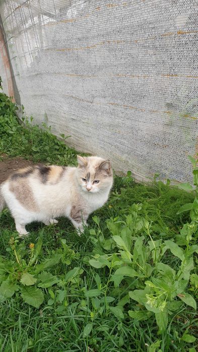 Adoptie pisica siameza deosebita, sterilizata