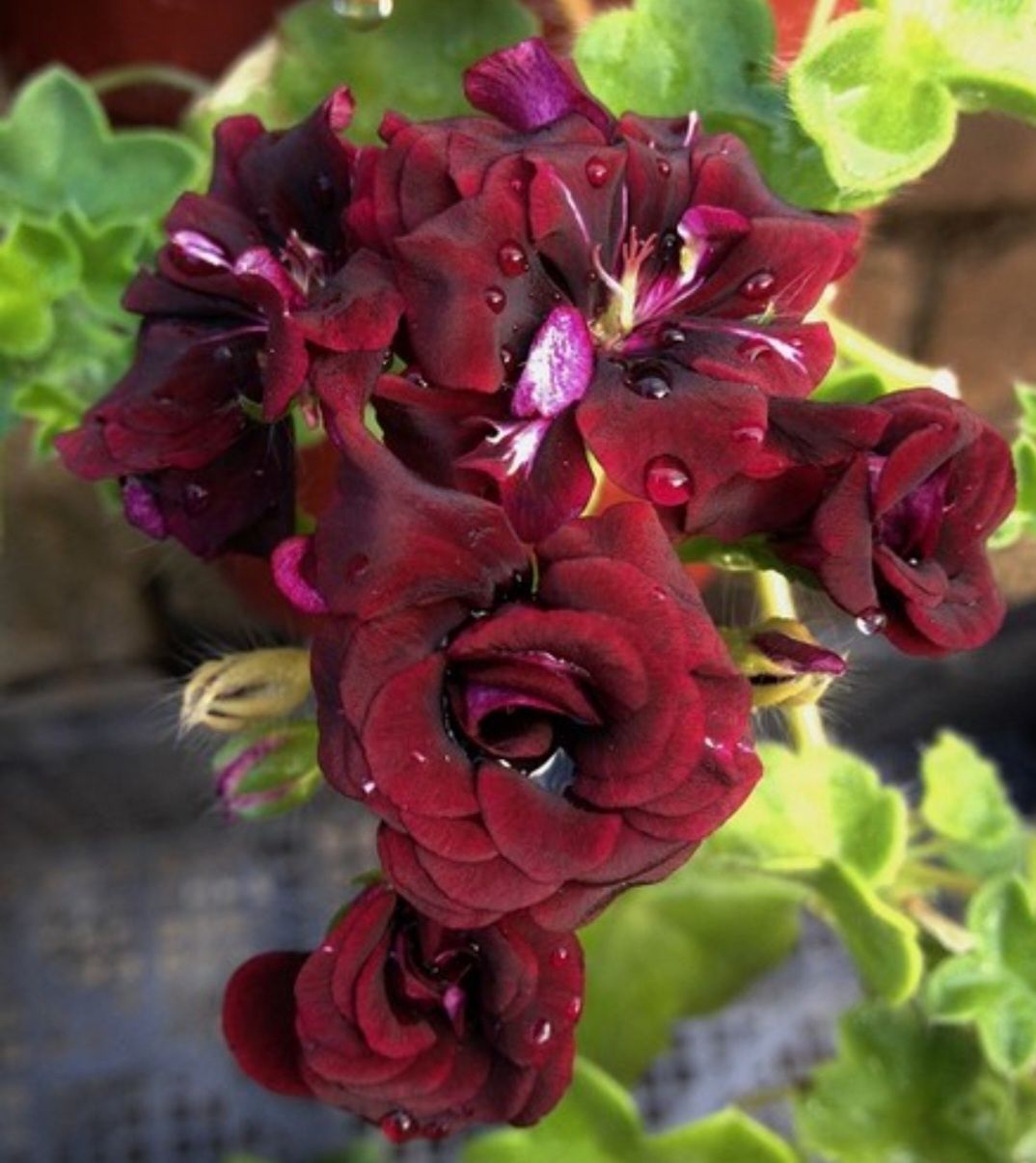 Пеларгония Royal Black Rose и другие