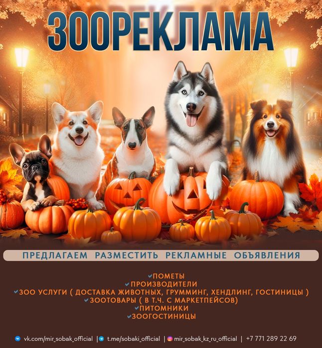 Щенки , собаки продажа