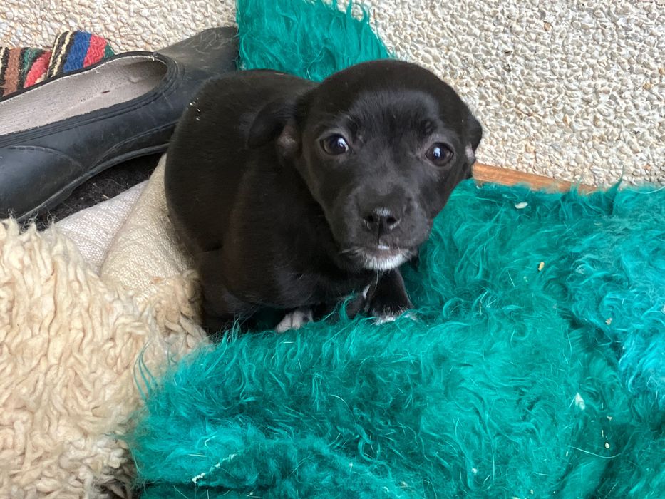 малко женско кученце