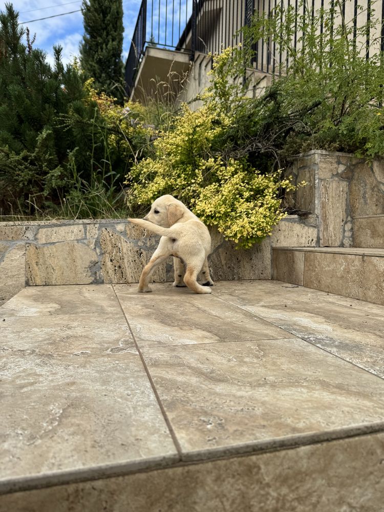 Puiut labrador cu pedigree tip A, femela
