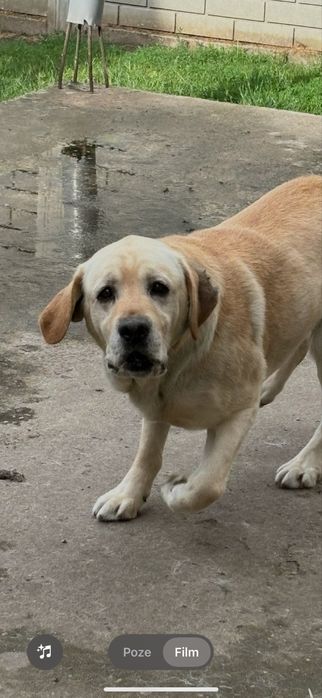 Donez 2 masculi Labrador