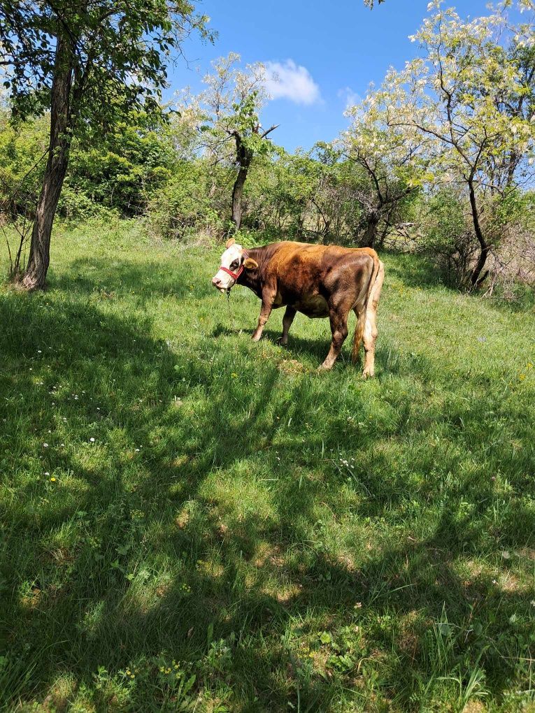 De vânzare vacă de lapte