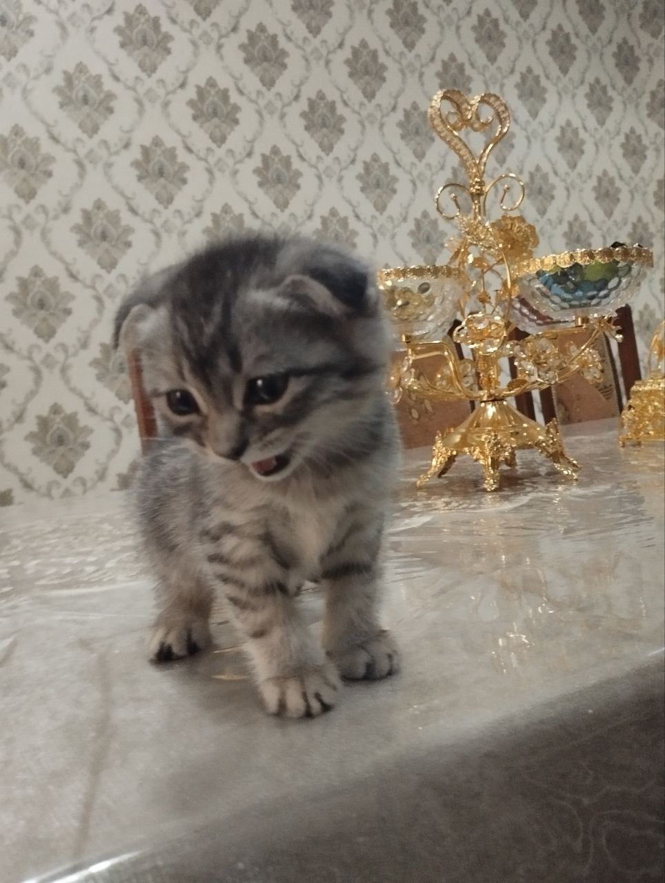 Продаётся котёнок