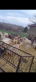 Продавам овце и кози яарета теле