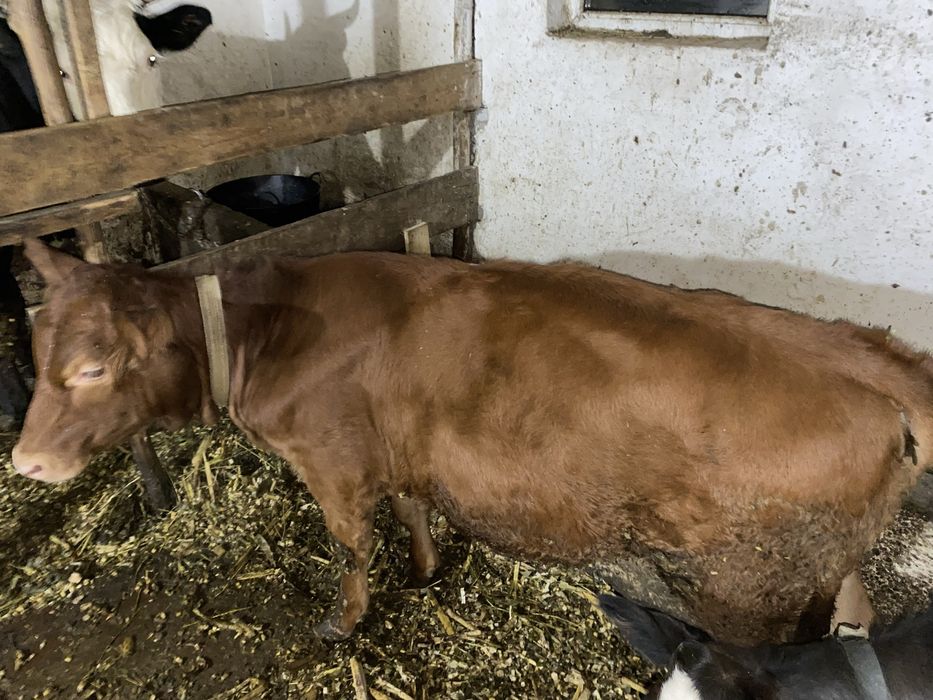 Vand Vitica angus