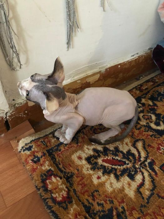 Срочно продам котенка