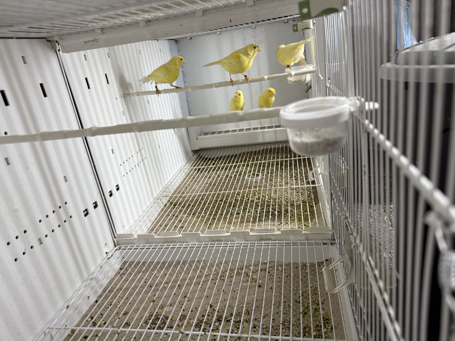 Canari de cantec Malinois Waterslager