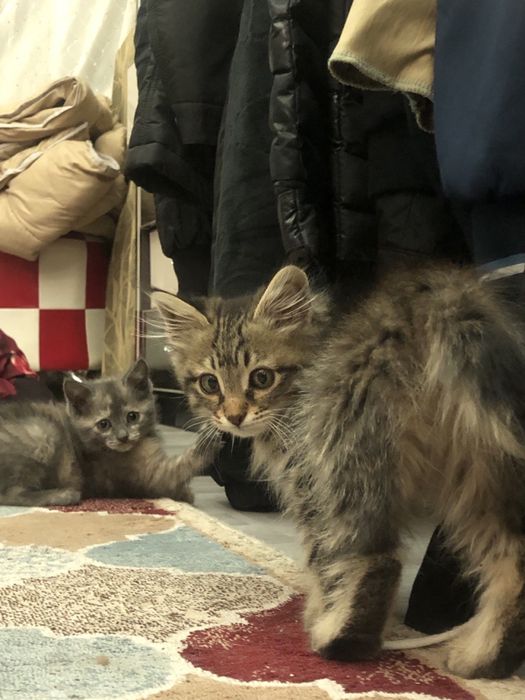 Бесплатно отдам Котенки