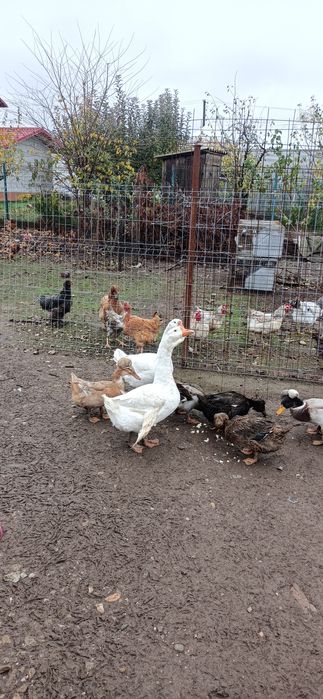 Vand/Schimb 2 gâște leșești tinere