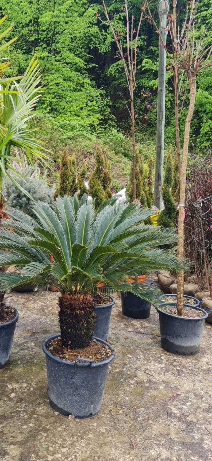 Plante decorative oriunde in tara