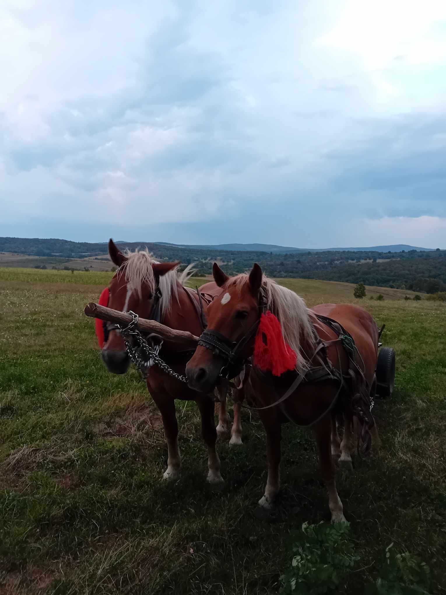 Vand iapa si manza