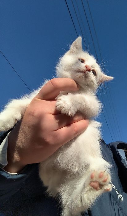 Котята девочки 2 мес