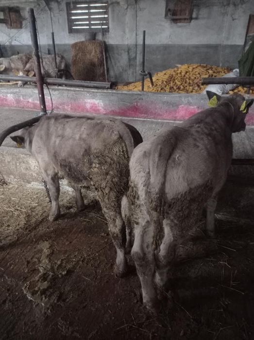 Vând vitei pentru mai multe detalii sunați la numărul de telefon !!