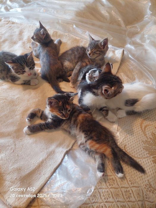 Котята в добрые руки