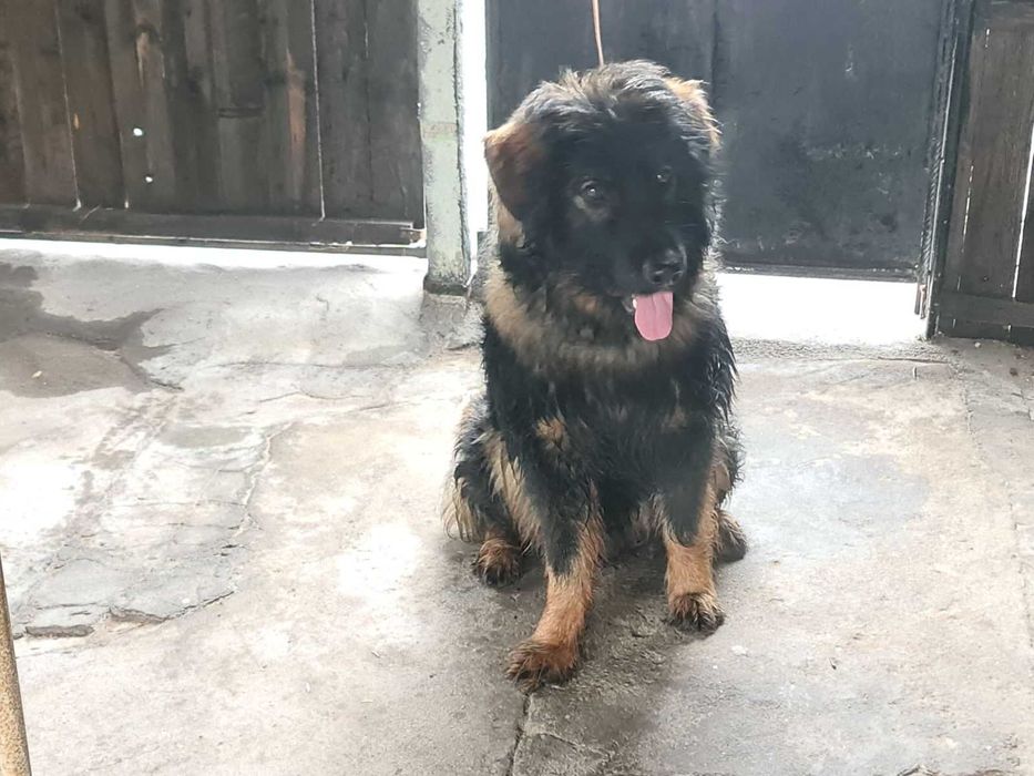 подарявам мъжко куче