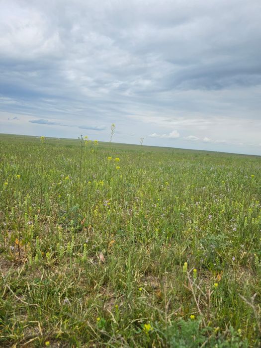 Продам землю 300 гек срочно