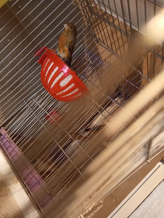 Красный дерево самка moda kanareka kanareyka канарека канарейка