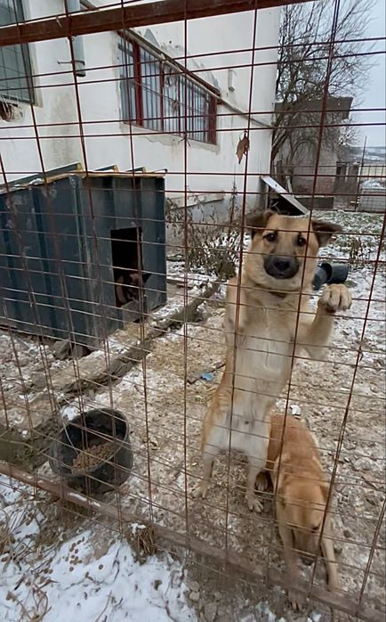 Donez căței simpatici