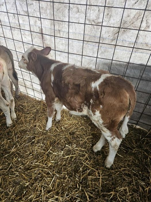 Vând vițeiiiiii...