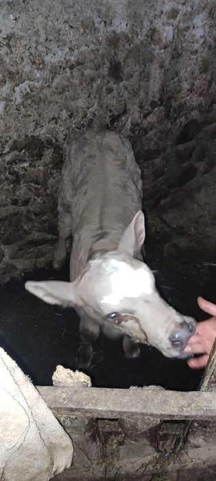 Vitei sugari 1-2 saptamani