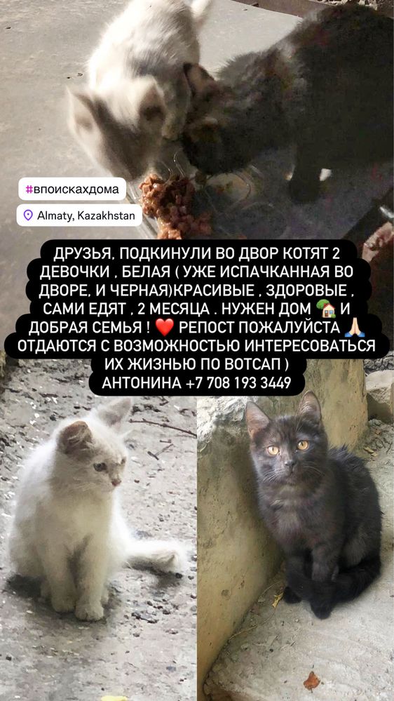 Белый котенок девочка