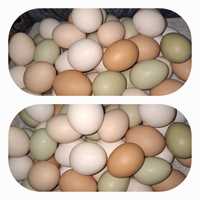 Продам опладотворенные домашние яйца. Брамы перуканы и гибриды