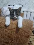 Котятки 2 месяца домашние