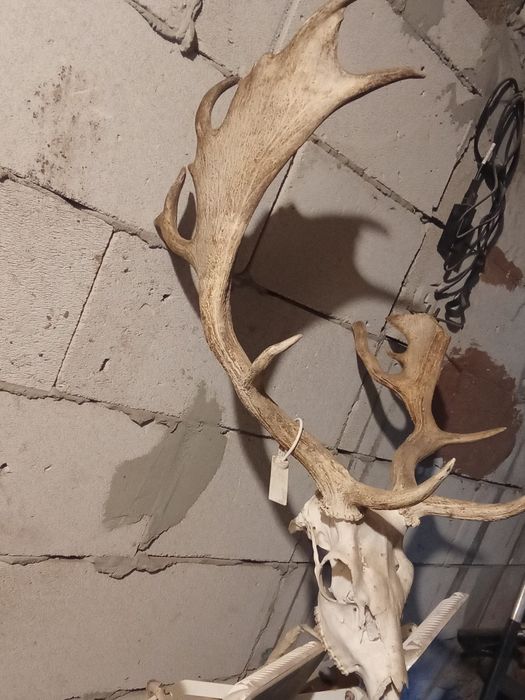 Vând coarne cerb trofeu