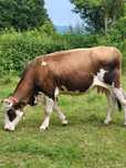 Vaca  bălțată românească gestanta