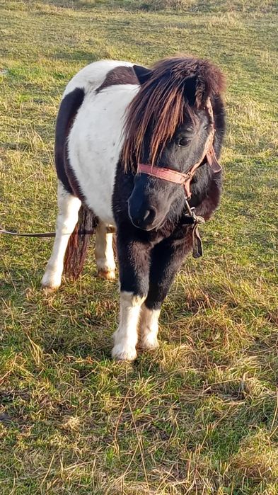 Vînd ponei de 2 ani