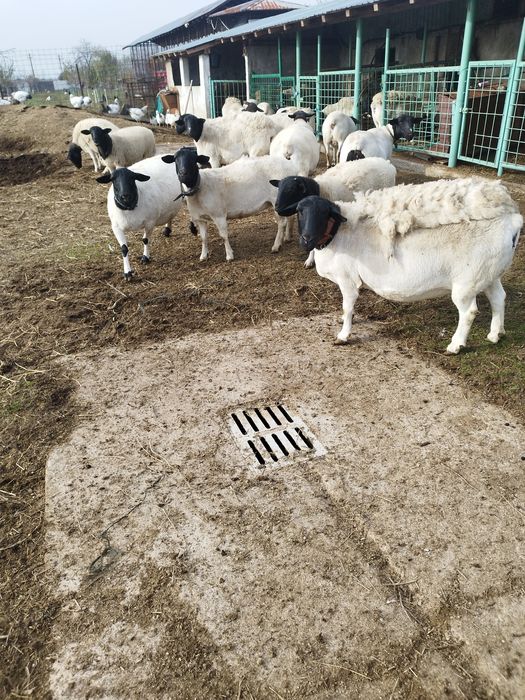 Vând 10 oi dorper