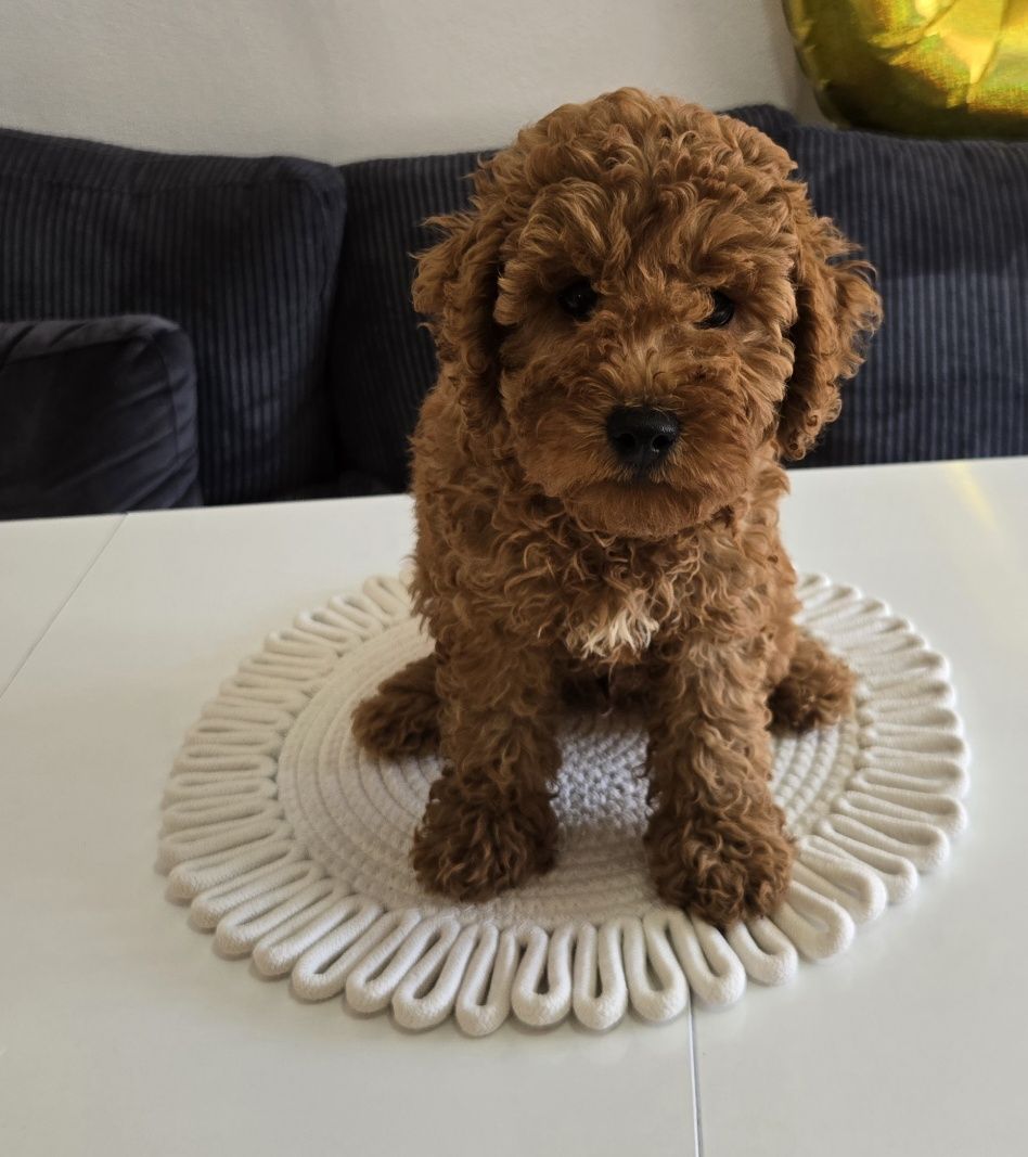 Пудел той Poodle toy с родословие мини момче