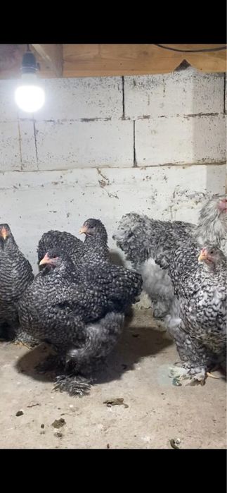 Куры Кох поласатые здаровые