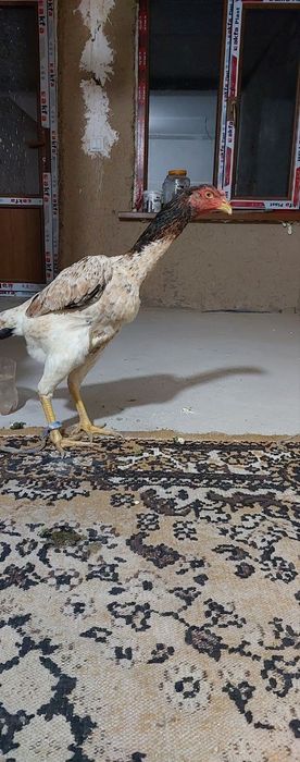 Yoshiga tòlgan tovuq