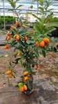 Plante ornamentale