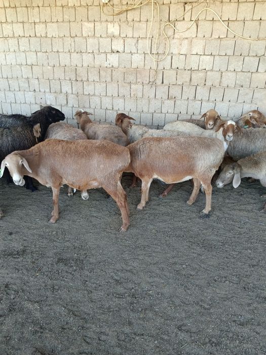 Буаз соулыктар сатылады 15 бас ₽семыз