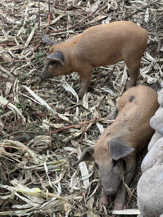 Свиньи 45+ дней.