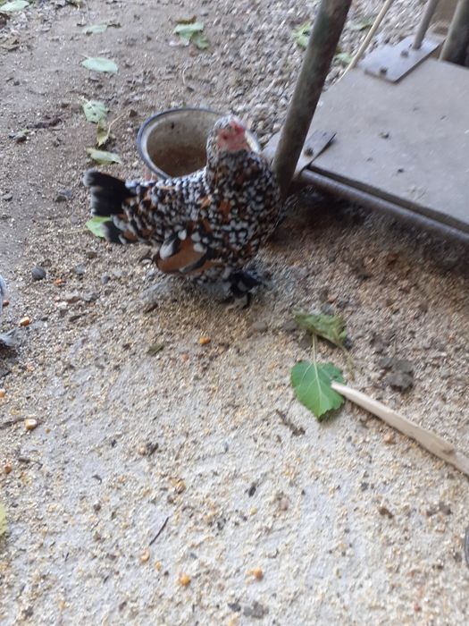 Porumbei de vânzare