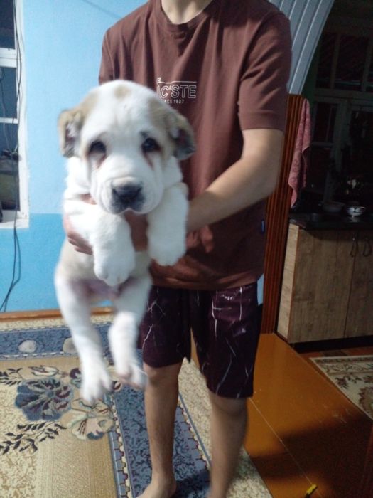 Продаются Алабай